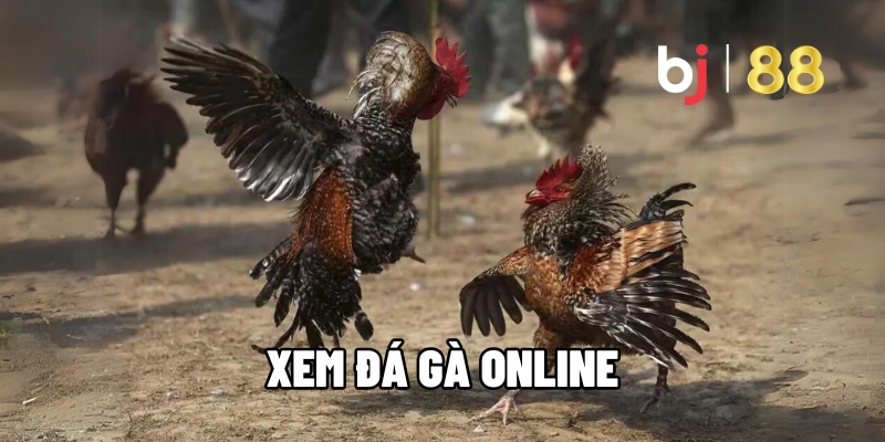 xem da ga online 1
